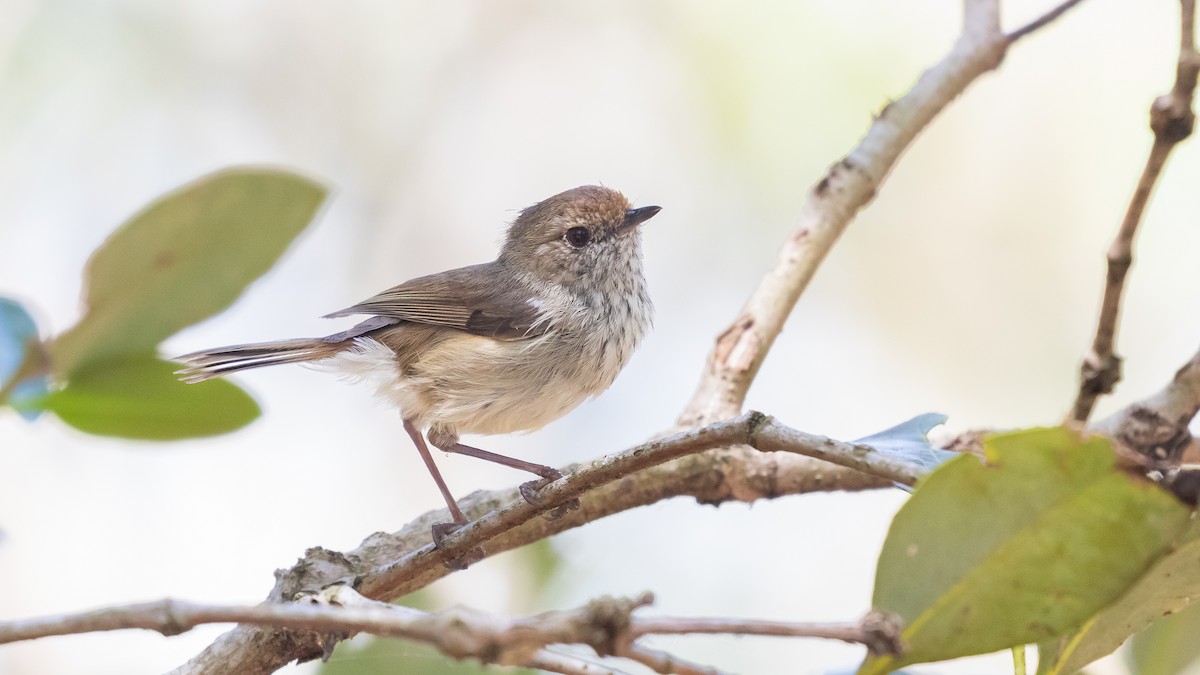 Brown Thornbill - ML636212759