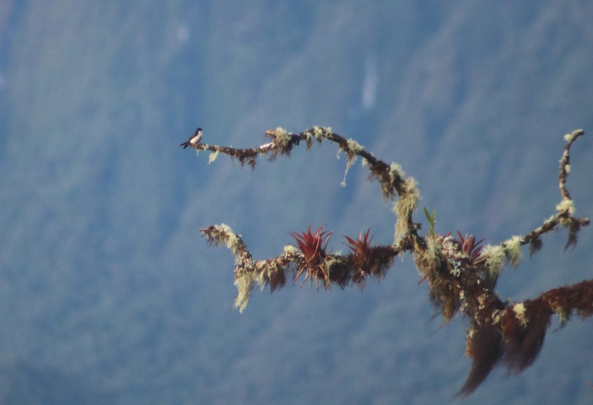 vlaštovka modrobílá - ML636212760