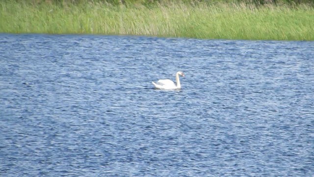 Cigno reale - ML636212763