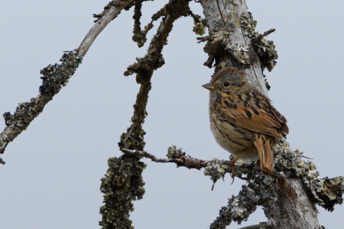 Lincoln's Sparrow - ML636212767