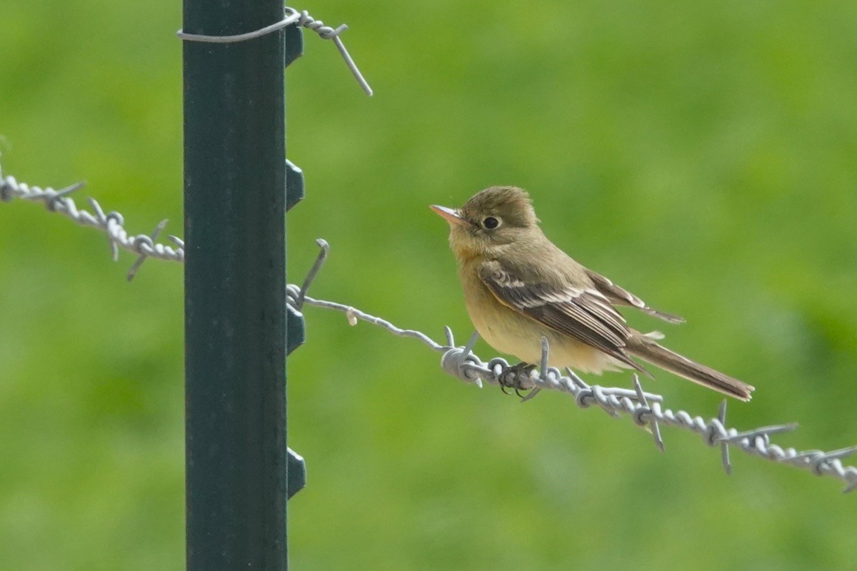 Western Flycatcher - ML636212769