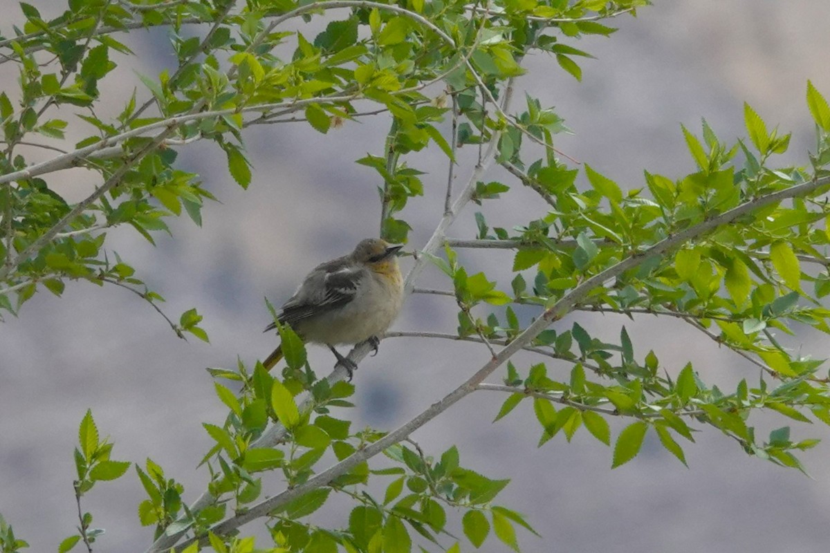 Bullock's Oriole - ML636212777