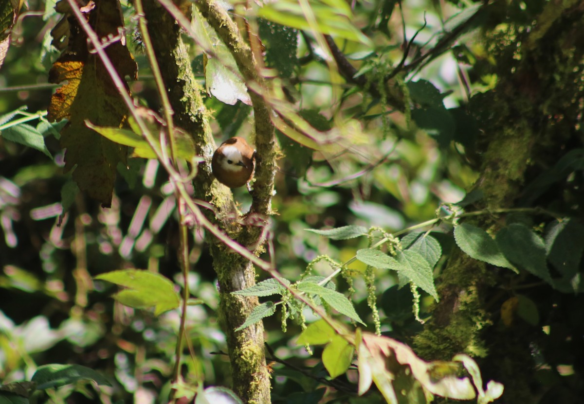 střízlík běločelý - ML636212798