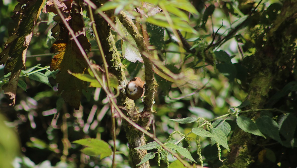 střízlík běločelý - ML636212806