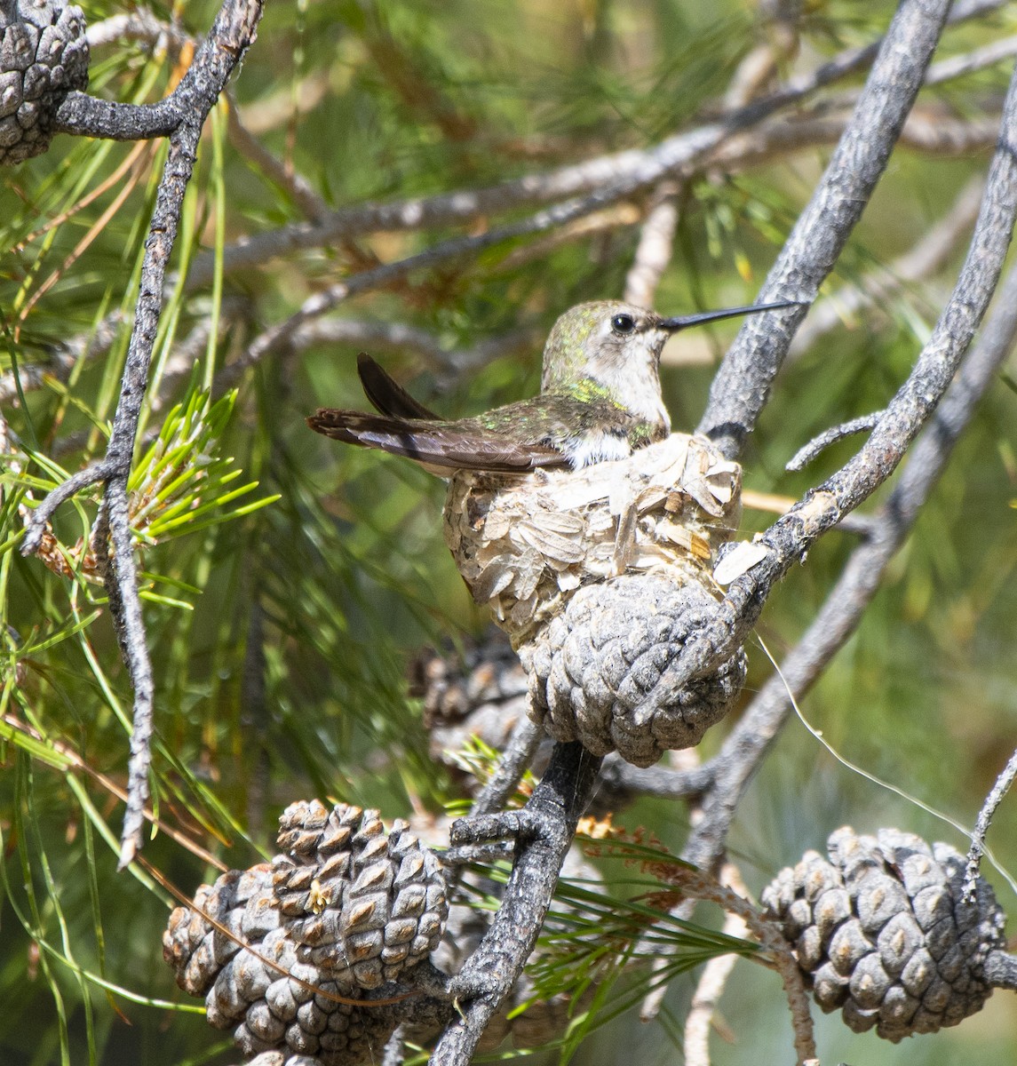 Anna's Hummingbird - ML636212820