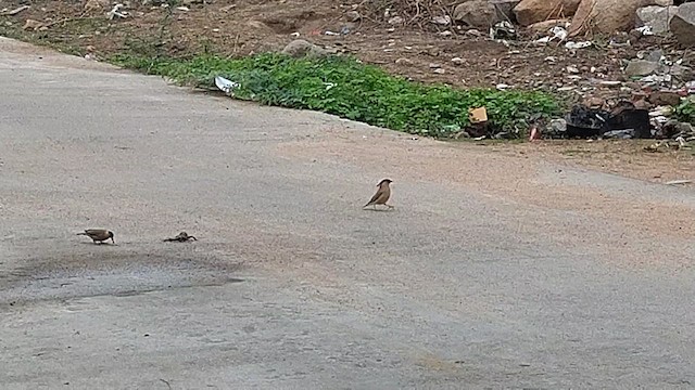 Brahminy Starling - ML636212831