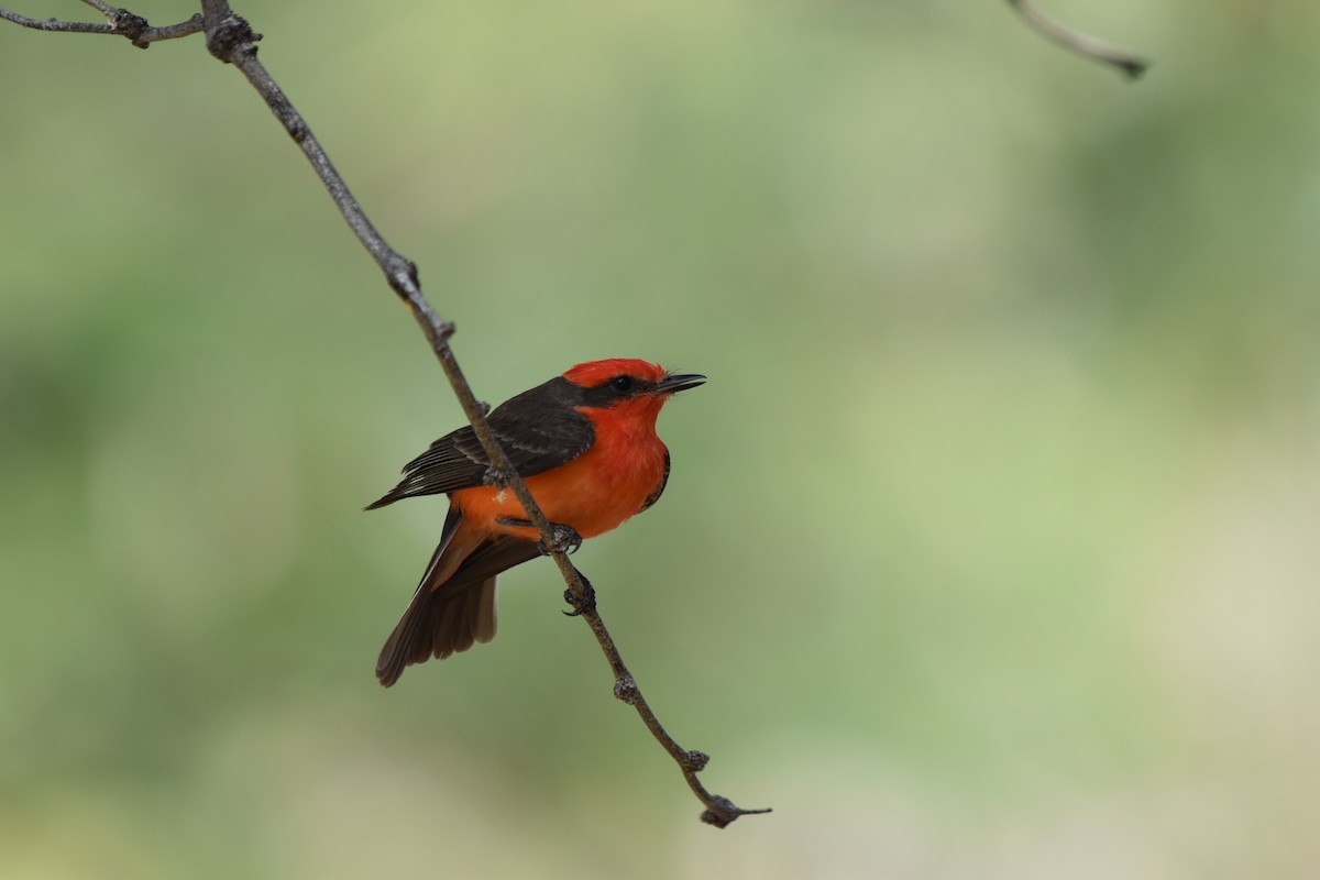 Vermilion Flycatcher - ML636212854
