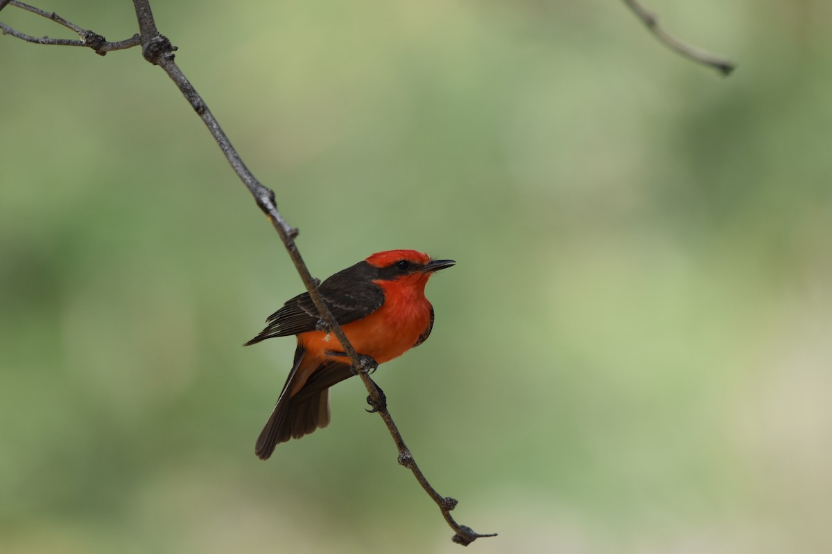 Vermilion Flycatcher - ML636212855