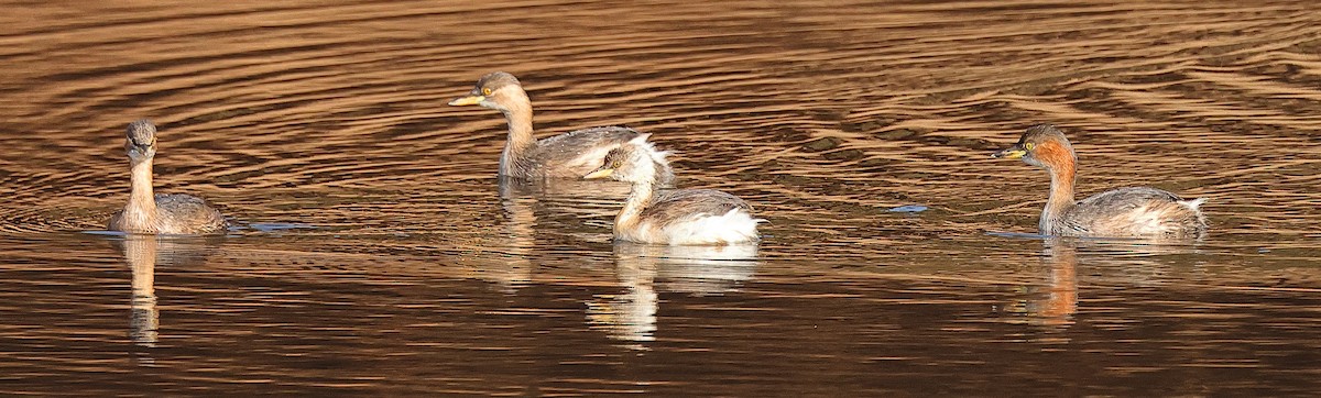 Little Grebe - ML636212873