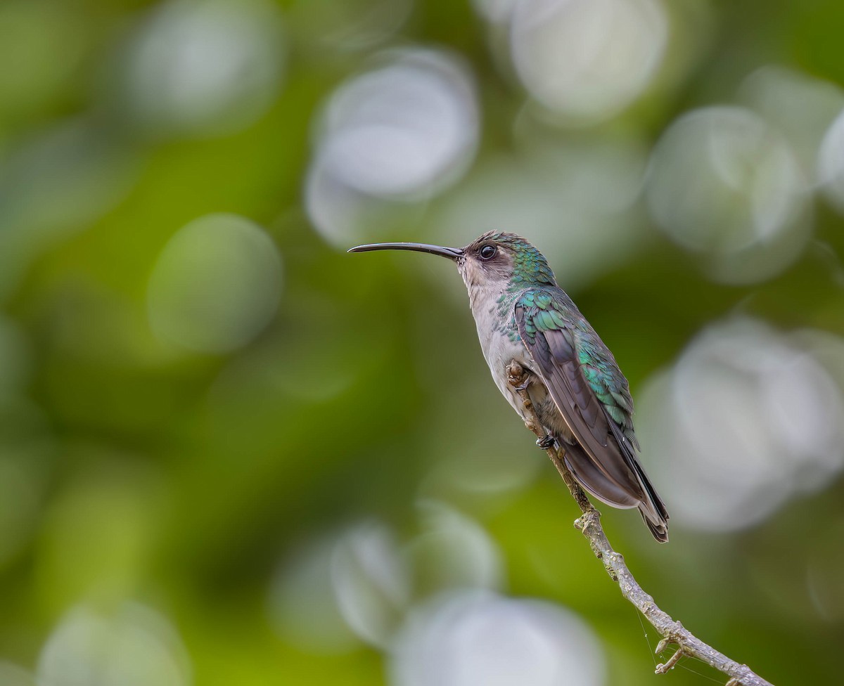 Santa Marta Sabrewing - ML636212874