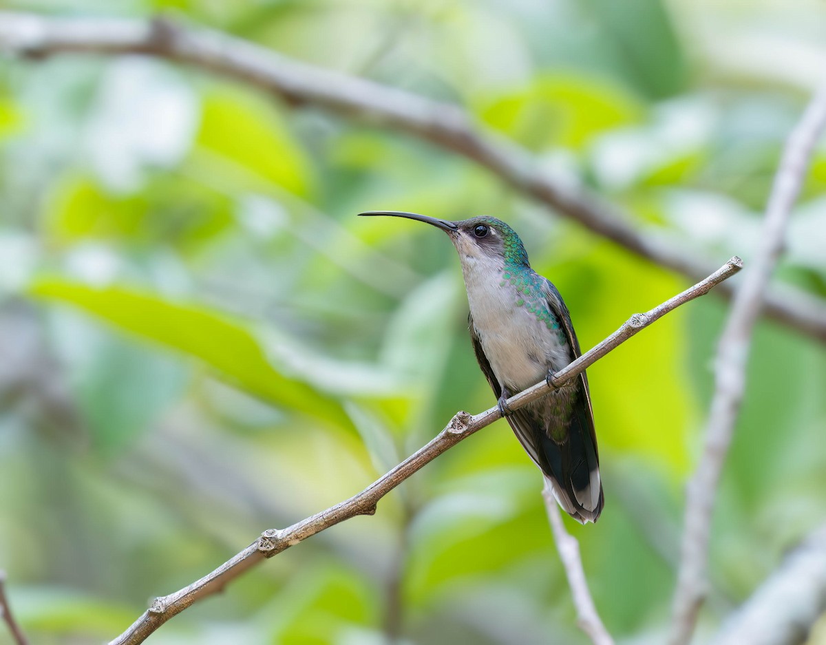 Santa Marta Sabrewing - ML636212875