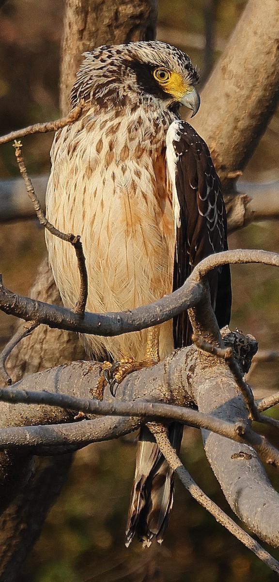 Crested Serpent-Eagle - ML636212980