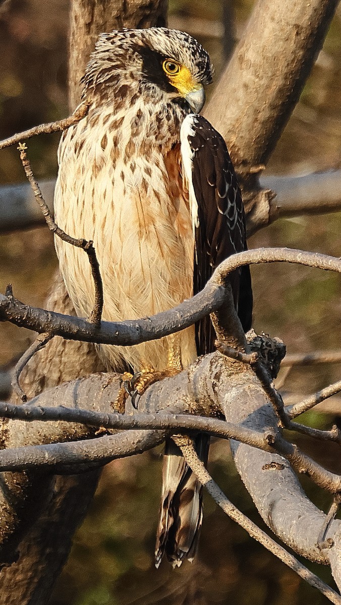 Crested Serpent-Eagle - ML636212981