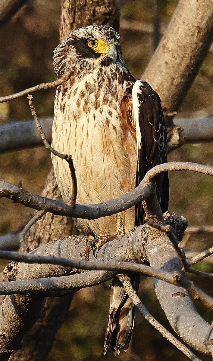 Crested Serpent-Eagle - ML636212982