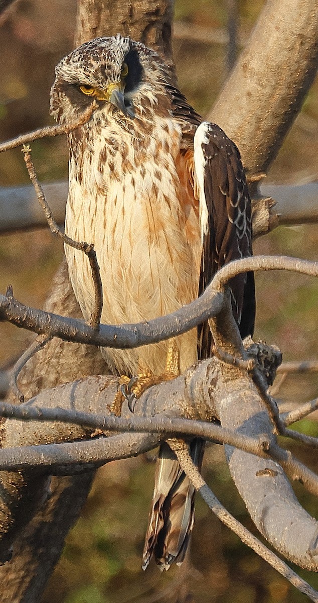 Crested Serpent-Eagle - ML636212983