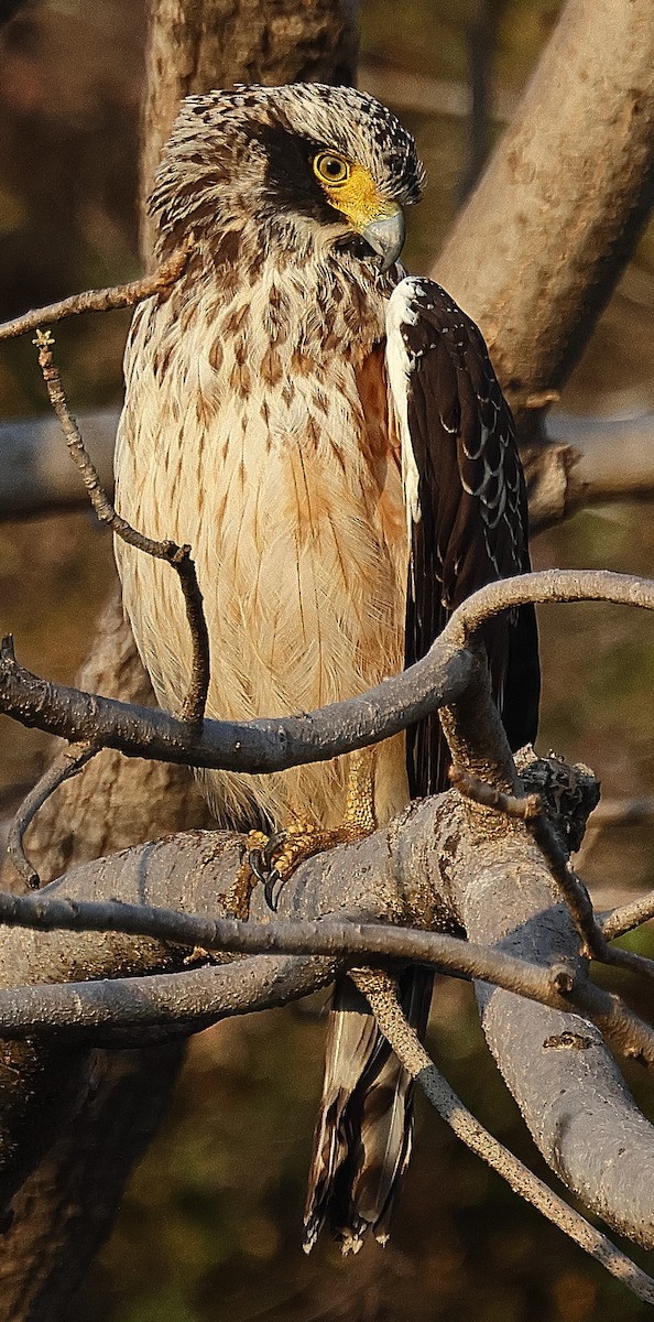 Crested Serpent-Eagle - ML636212984