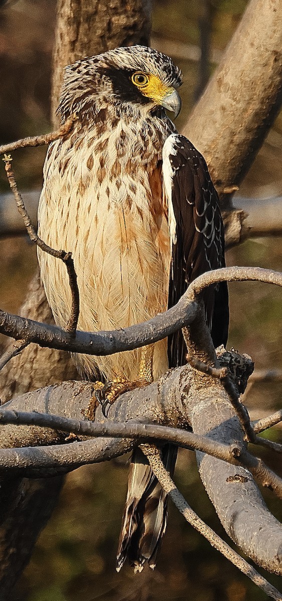 Crested Serpent-Eagle - ML636212985