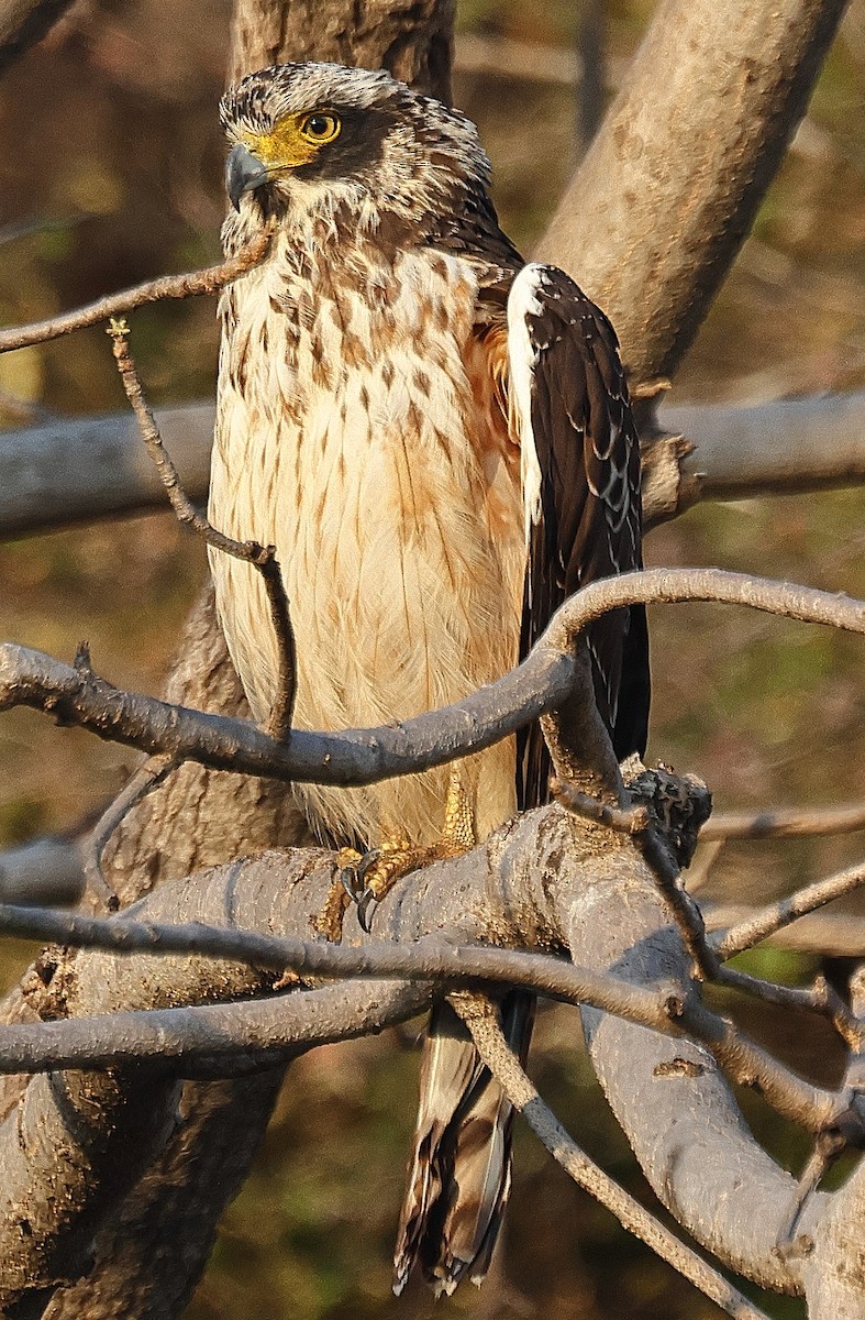 Crested Serpent-Eagle - ML636212986