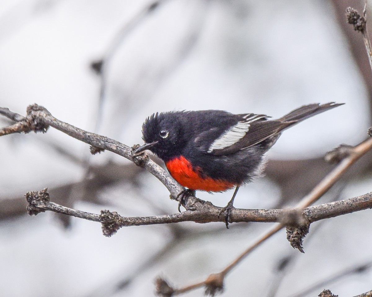Painted Redstart - ML636212993