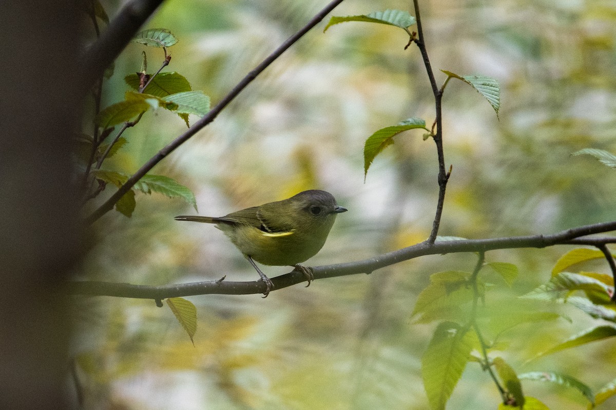 Green Shrike-Babbler - ML636213087