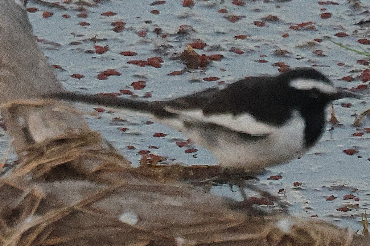 White-browed Wagtail - ML636213089