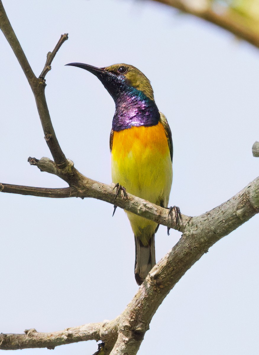 Palawan Sunbird - ML636213174