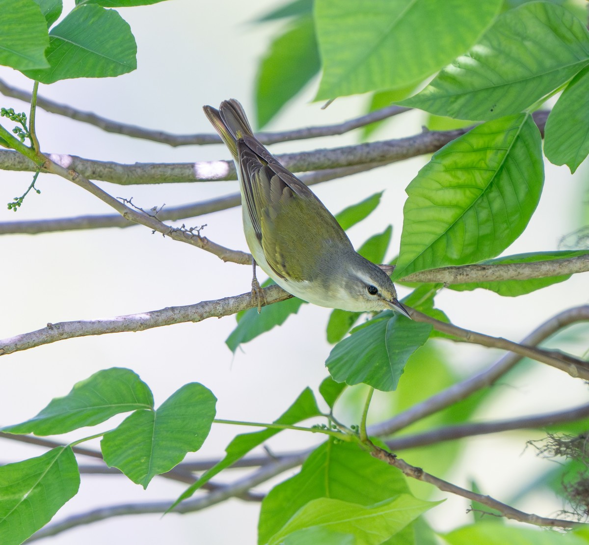 Tennessee Warbler - ML636213178