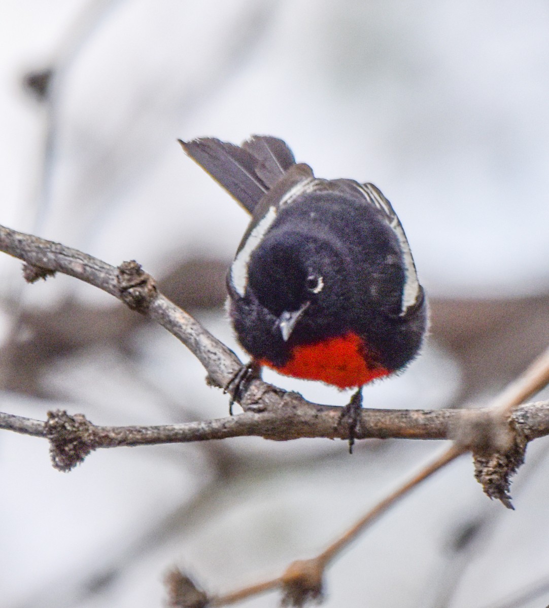 Painted Redstart - ML636213195