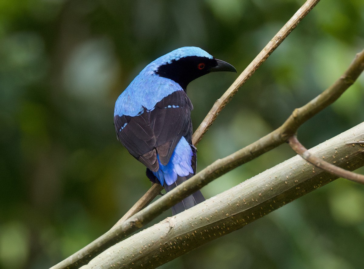 Palawan Fairy-bluebird - ML636213218