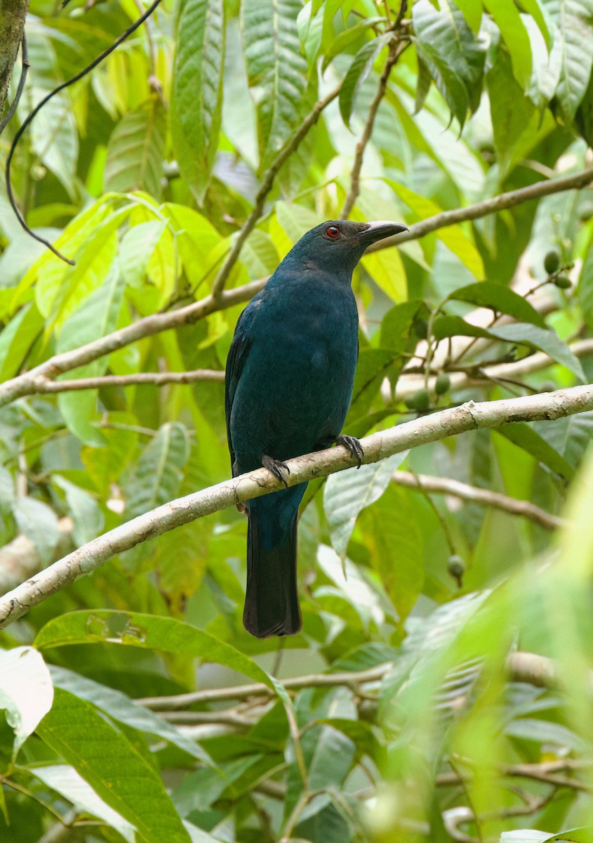 Palawan Fairy-bluebird - ML636213219