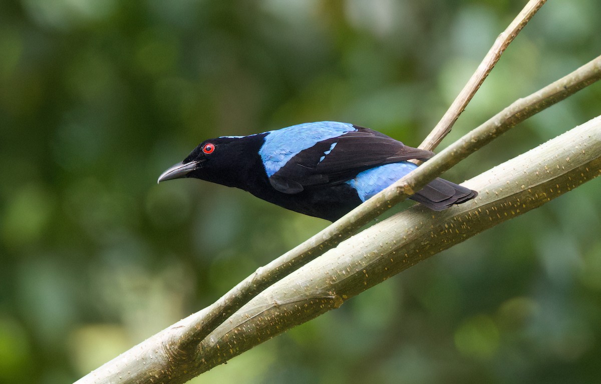 Palawan Fairy-bluebird - ML636213220