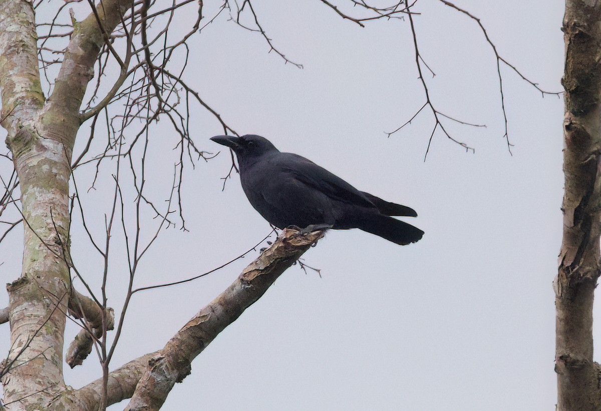 Palawan Crow - ML636213228