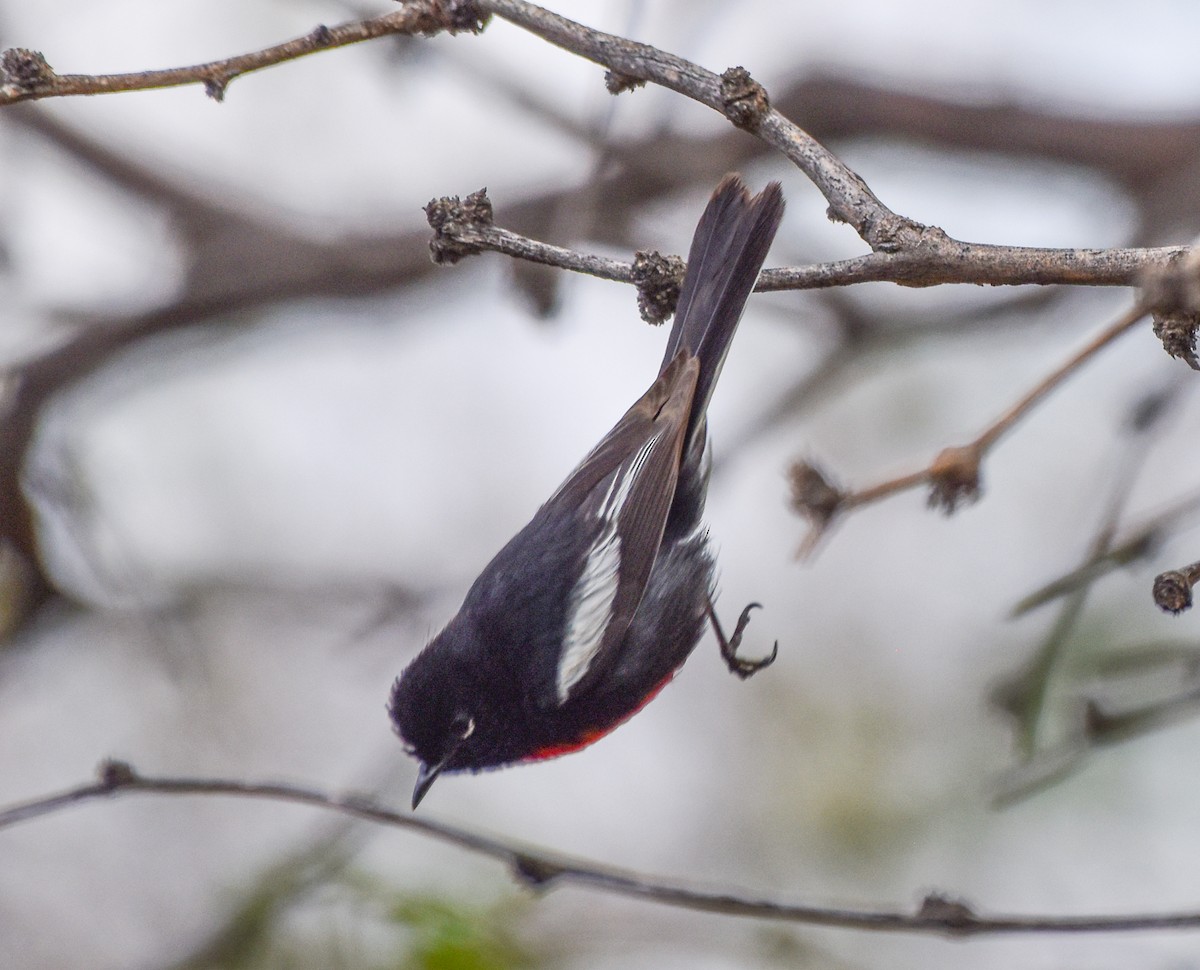 Painted Redstart - ML636213304