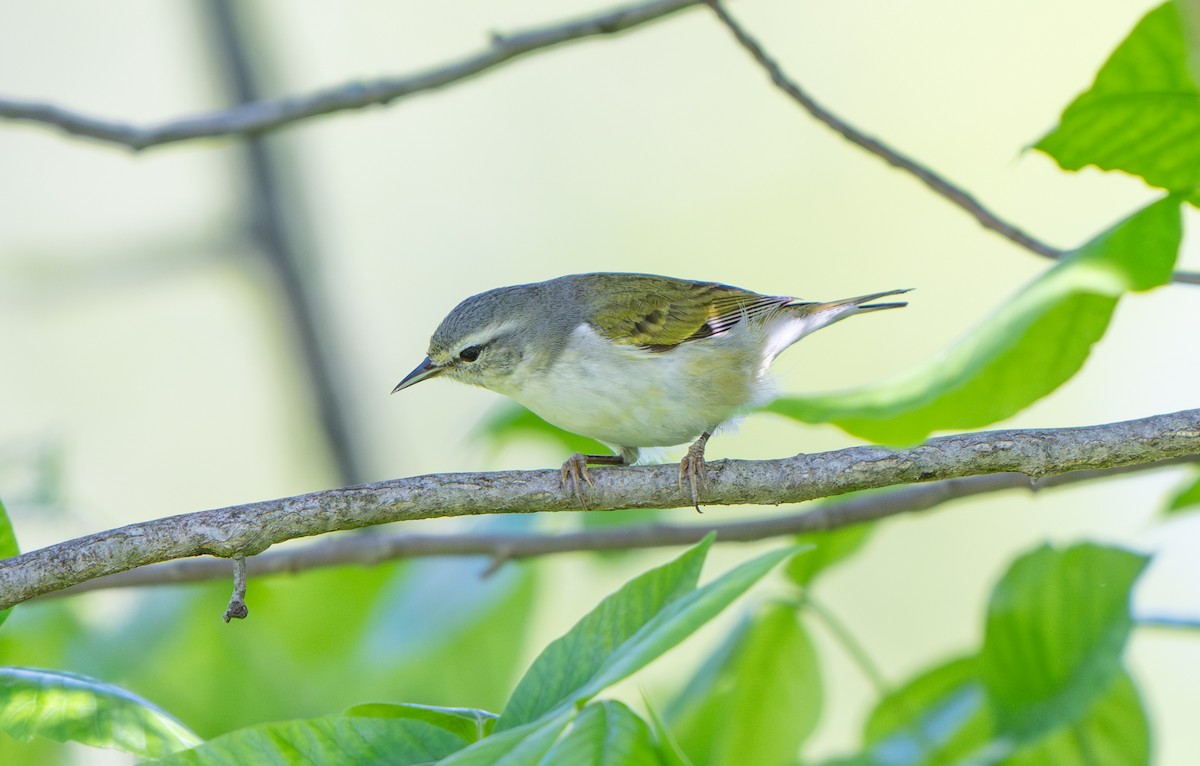 Tennessee Warbler - ML636213322