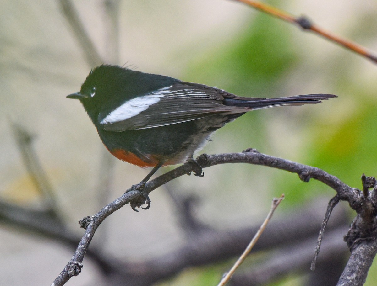 Painted Redstart - ML636213518