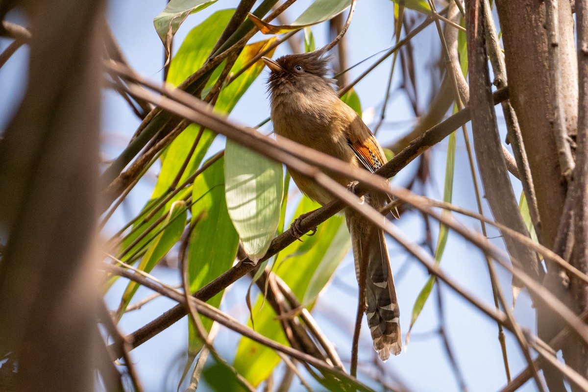 Rusty-fronted Barwing - ML636213549
