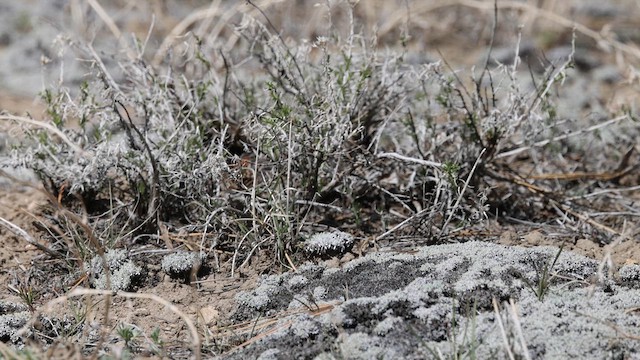 Chipping Sparrow - ML636213562