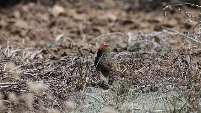 Green-tailed Towhee - ML636213565