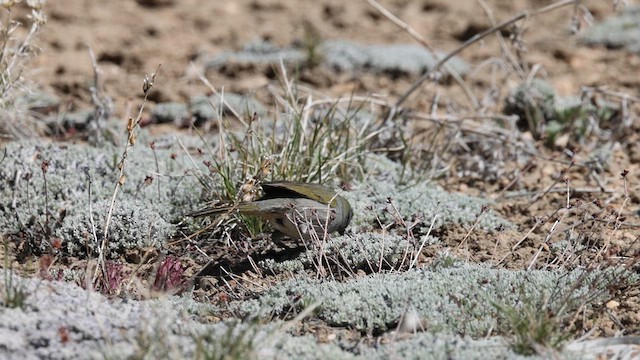 Green-tailed Towhee - ML636213570