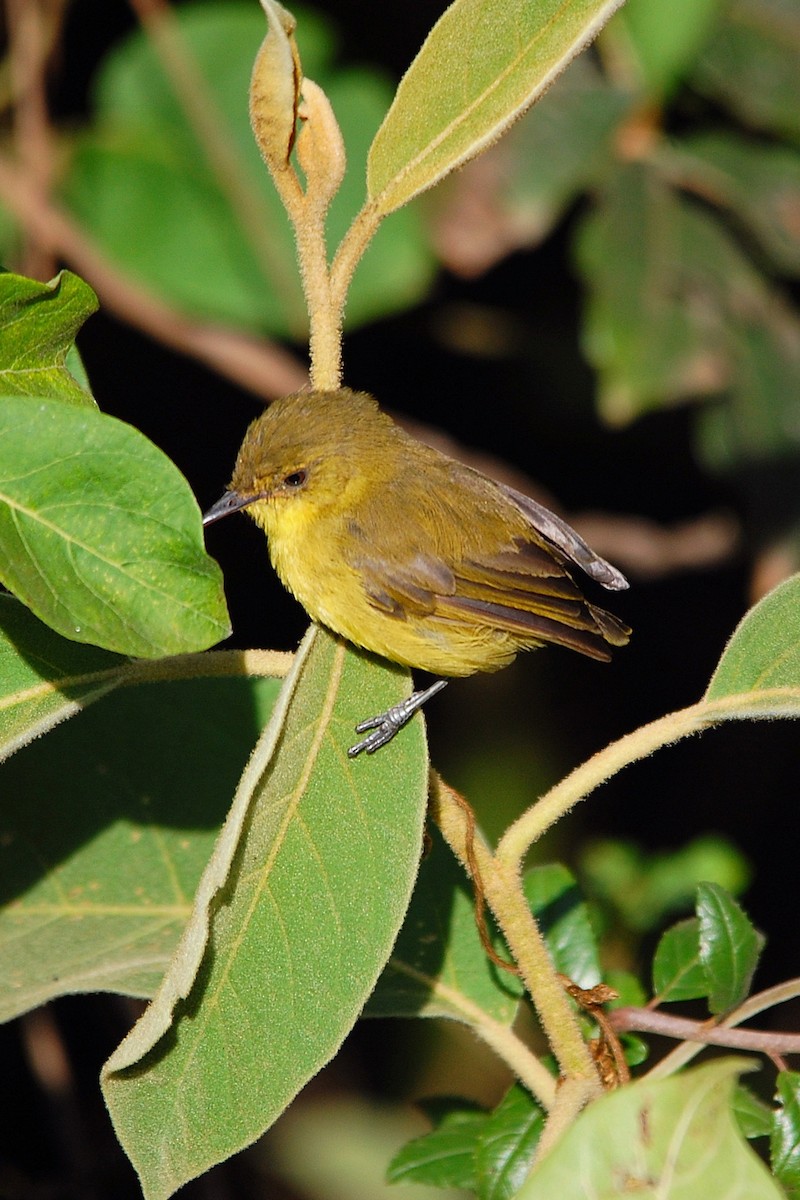 Mountain Yellow-Warbler - ML636213574