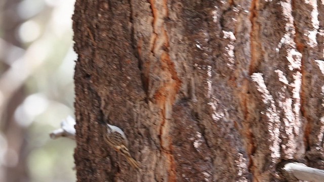 Brown Creeper - ML636213575