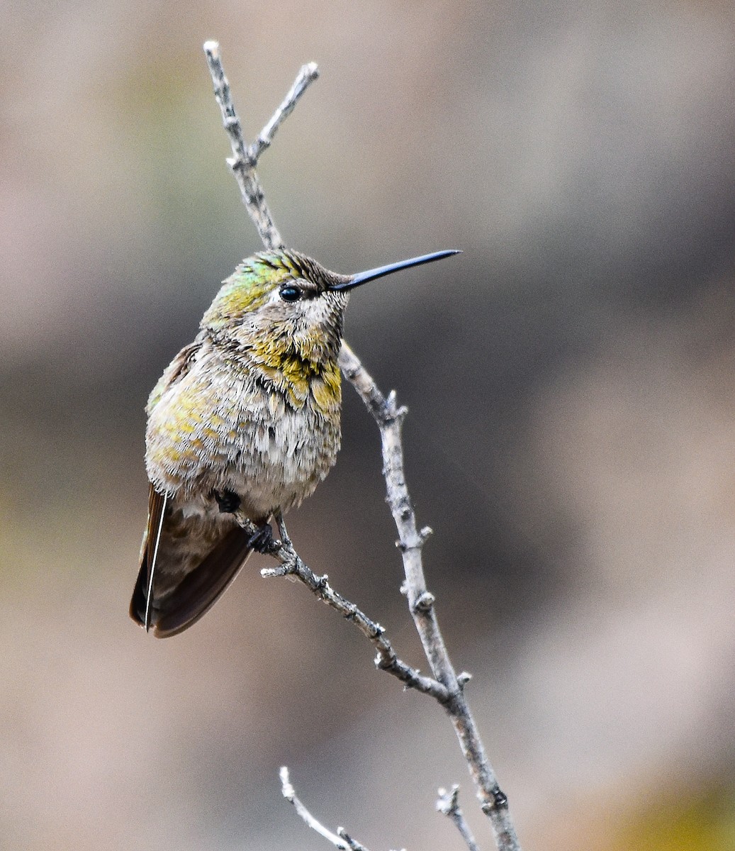 Anna's Hummingbird - ML636213581