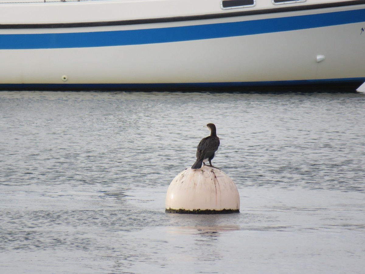 Black-faced Cormorant - ML636213582