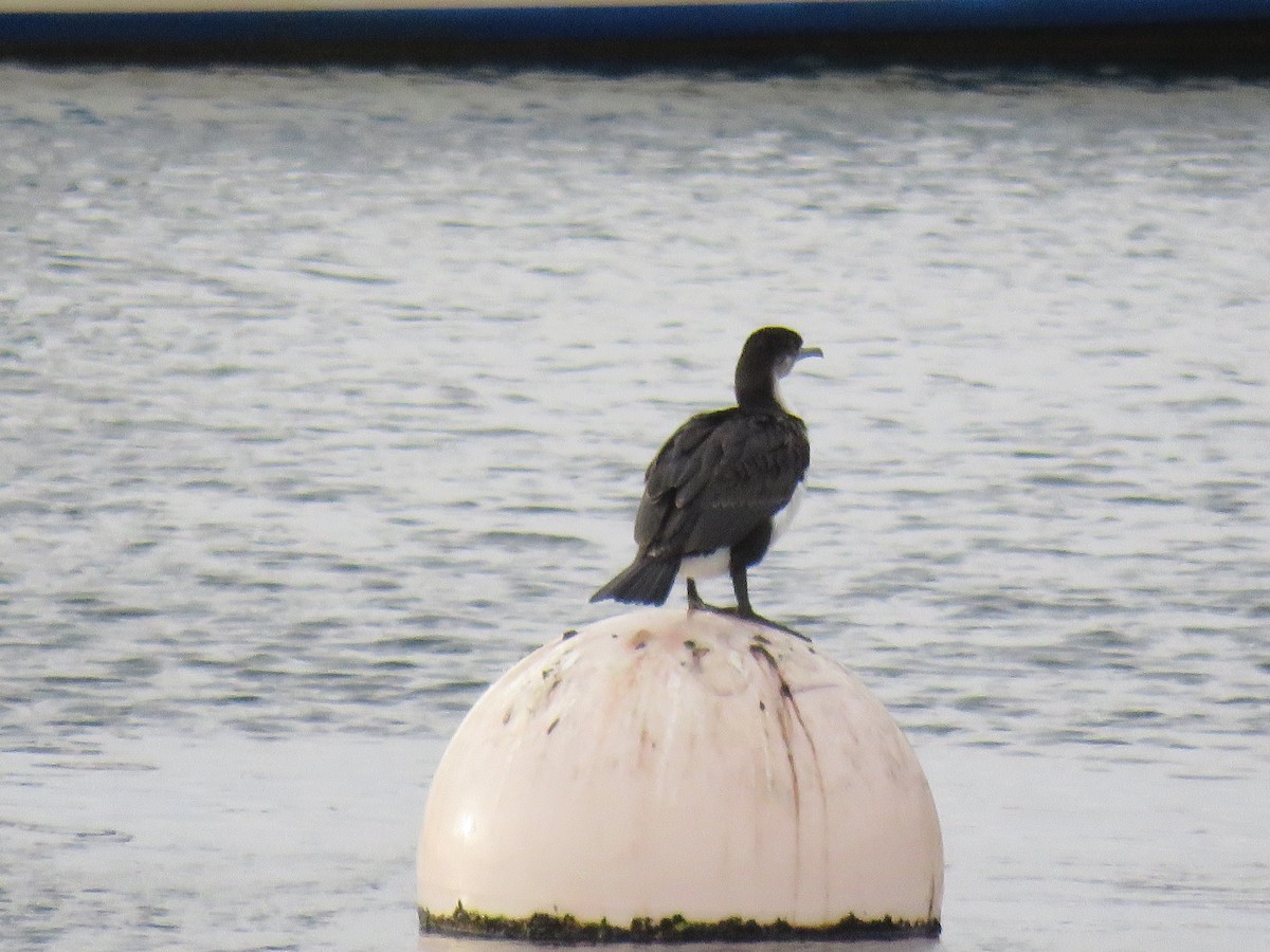 Black-faced Cormorant - ML636213588