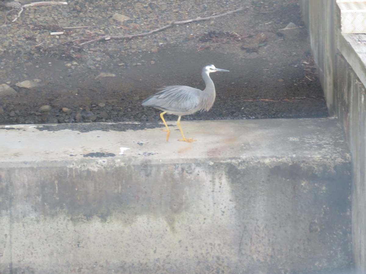 White-faced Heron - ML636213600