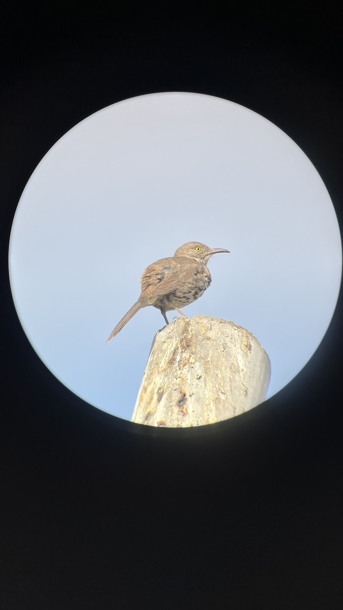 Gray Thrasher - ML636213624