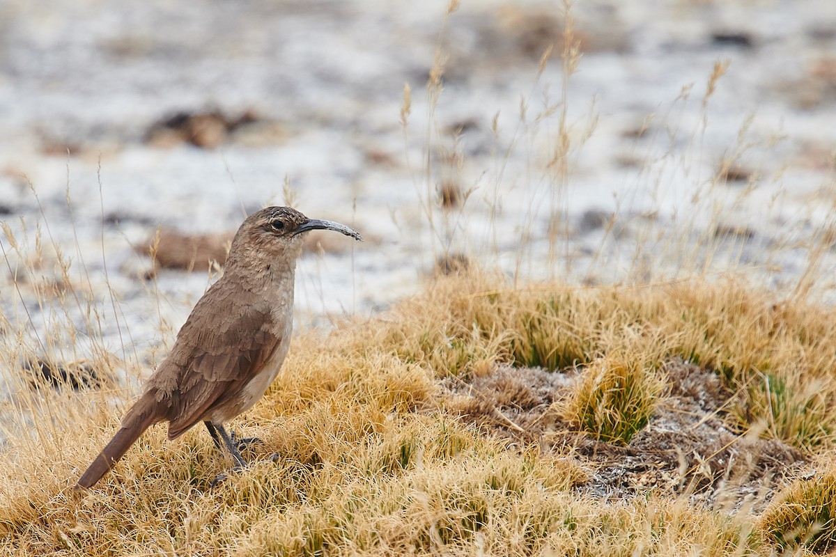 Buff-breasted Earthcreeper - ML636213652