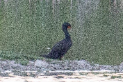 Double-crested Cormorant - ML636213702