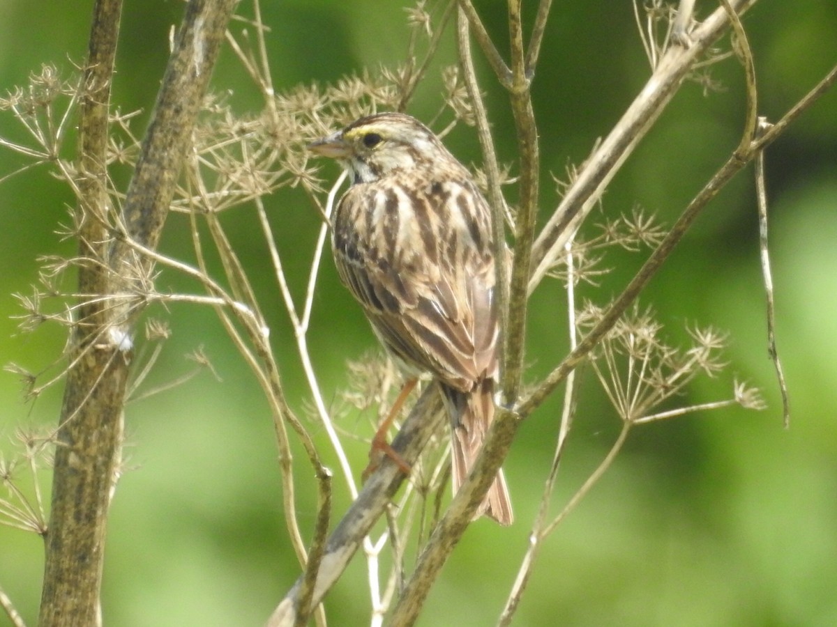 Savannah Sparrow - Andrew Edwards