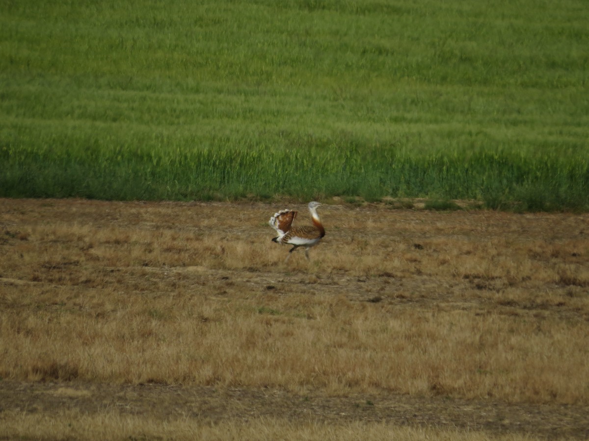 Great Bustard - ML636213711
